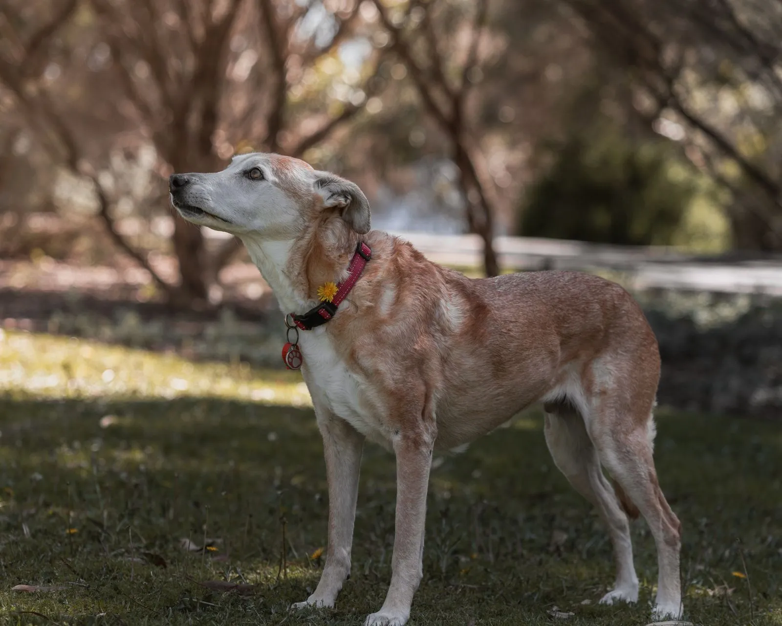 How to Prepare Your Dog for a Group Walk