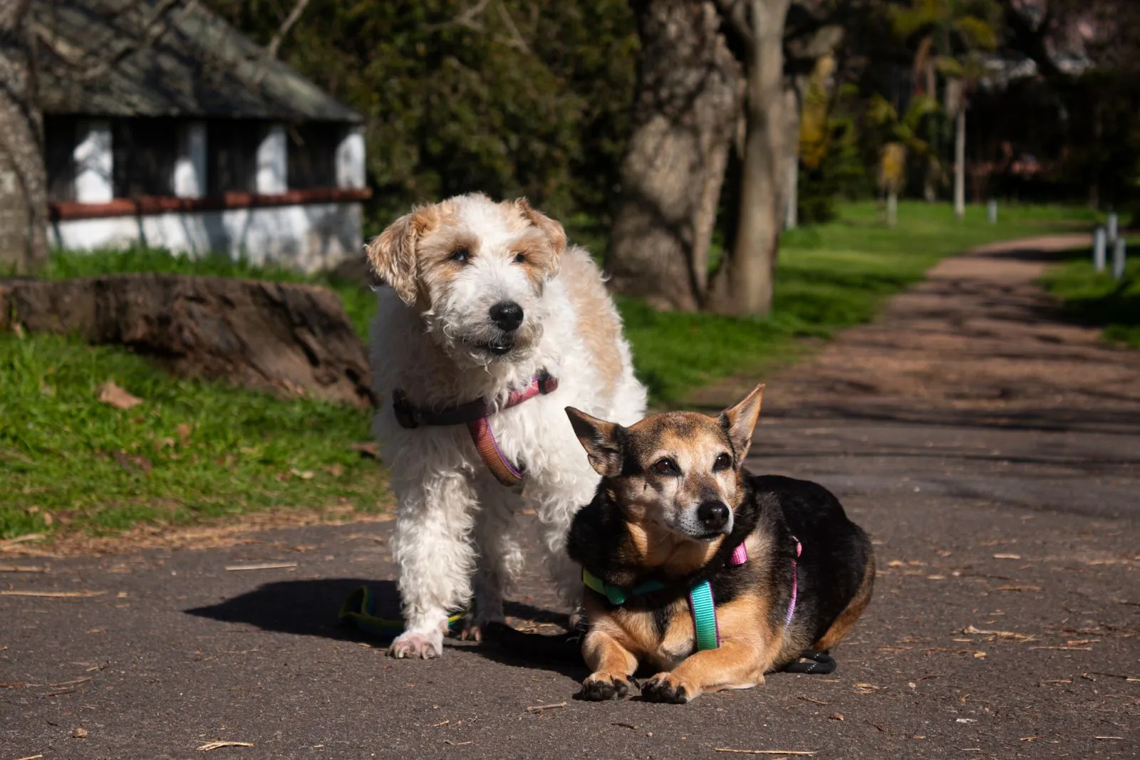 What Dogs Gain From Sniffing on Walks